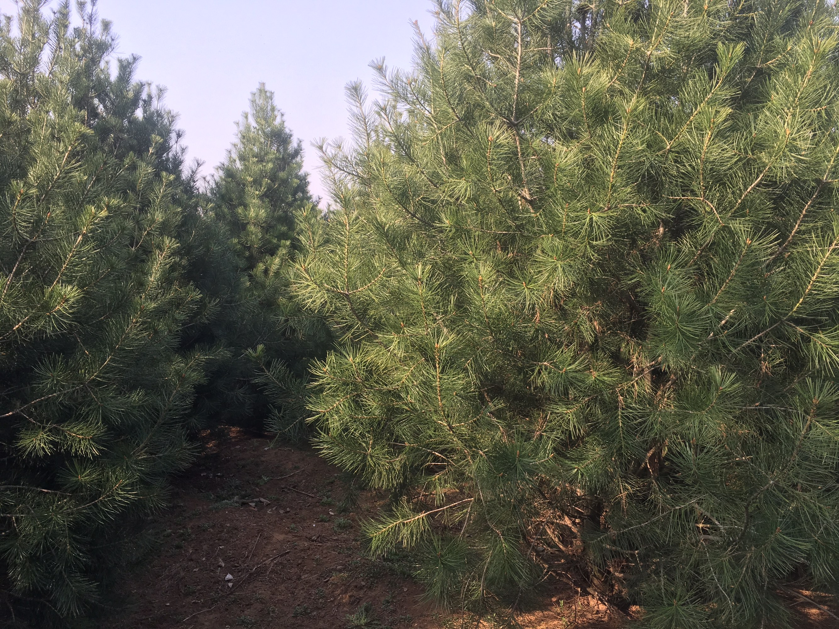 一片由白皮松组成的森林,阳光透过树冠洒落,形成斑驳光影,展现自然生态之美 白皮松森林