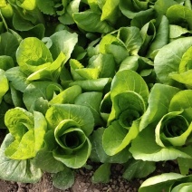 奶白菜叶子菜大量供应无虫眼质量优价格实惠欢迎采购