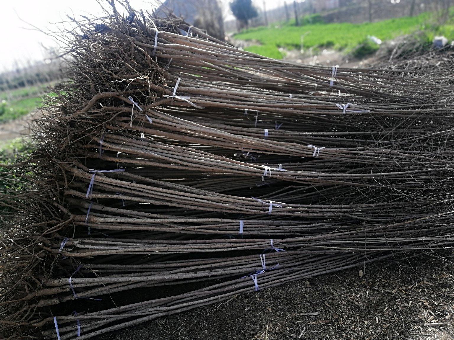 五角枫苗木基地展示图