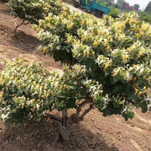 金银花盆景熟桩，占地，绿化