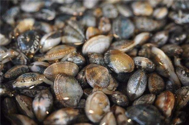 高清微距摄影:新鲜采收的太平洋牡蛎(Crassostrea gigas)单枚特写,展现其完整形态、湿润质地、天然虹彩内壳及未受污染的鲜活状态 新鲜刚撬开的太平洋牡蛎特写,乳白色肥厚鳃瓣泛着珍珠光泽,边缘微卷呈浅褐色,壳内壁布满虹彩蓝绿晕染,附着少量清澈海水,背景为木质砧板与不锈钢牡蛎刀