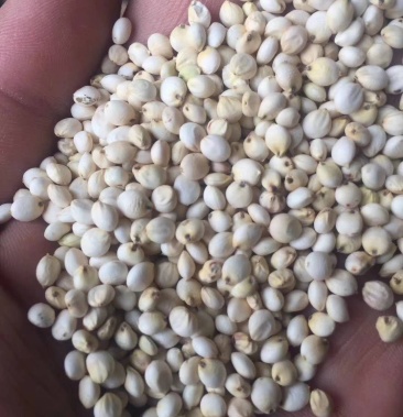 [高粱批发]白高梁,一级特大粒选白高梁,鸽子配料佳选价格2.