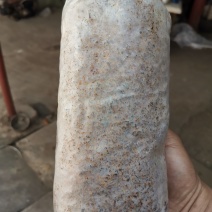 随州香菇基地供应椴木香菇菌种一袋70斤5袋起发包邮