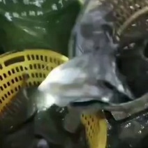 多宝鱼