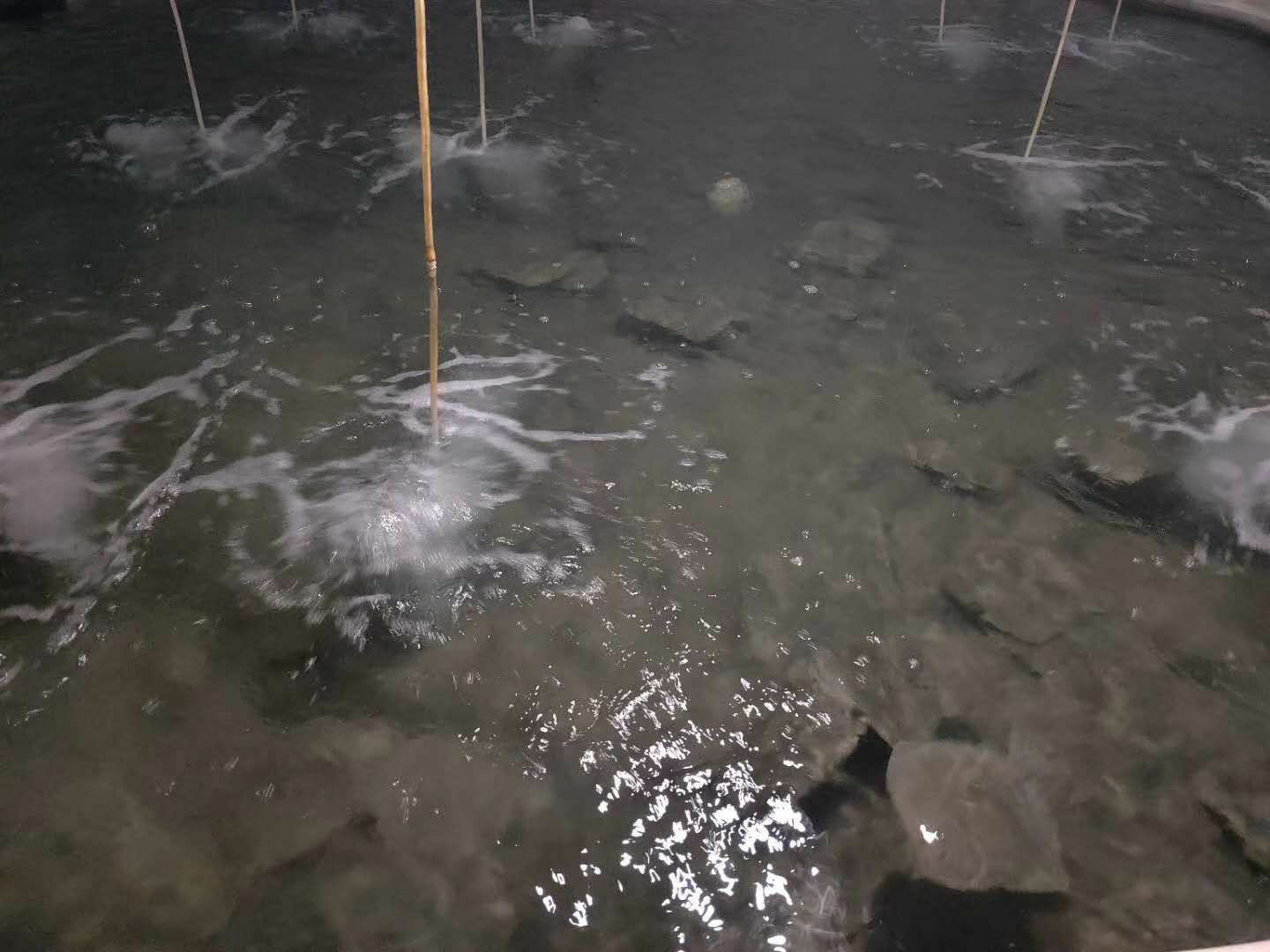 多宝鱼养殖场景