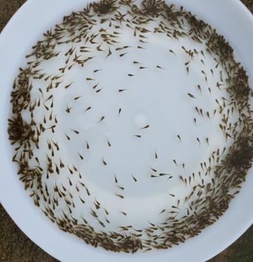 水花 罗非鱼苗水花 鱼苗水花