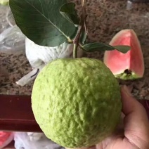 （台湾）番石榴苗