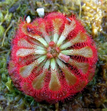 捕蝇草食虫植物系列之洛芙丽产地直发量大从优欢迎进店