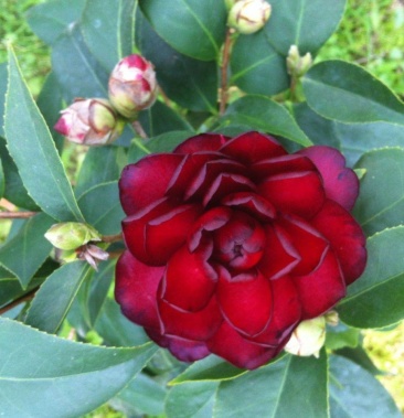 茶花十八学士大五宝茶花小五宝茶花