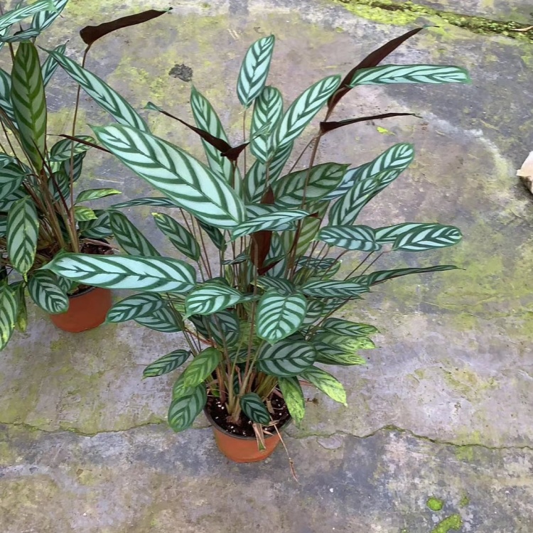 飞羽,新飞羽棵型粗壮,叶面茂盛好管理,价格合理