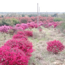 红继木九江市柴桑区清风园林常年供应各种规格苗木