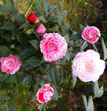 茶花七仙女自产自销大量有货