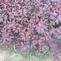 紫叶矮樱