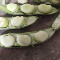 蚕豆优等品，本地3月十号大量出售优质大白葫豆(蚕豆)。