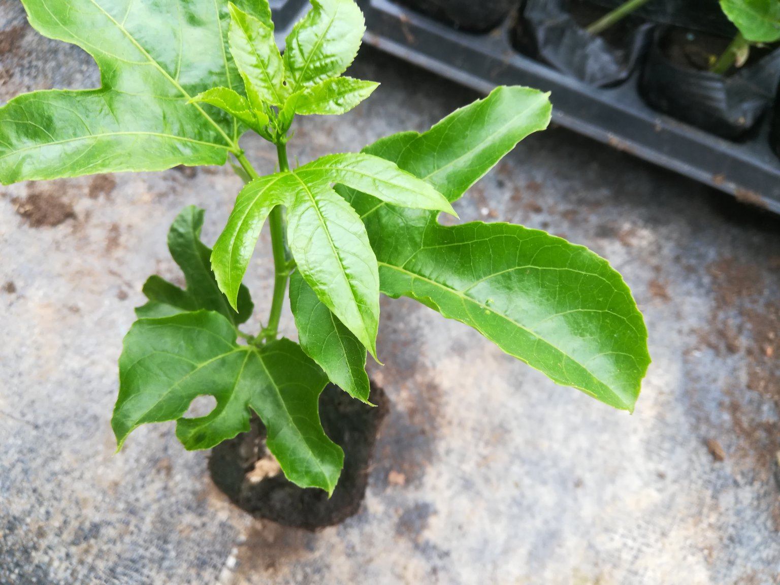 黄金百香果幼苗叶片与茎秆特写