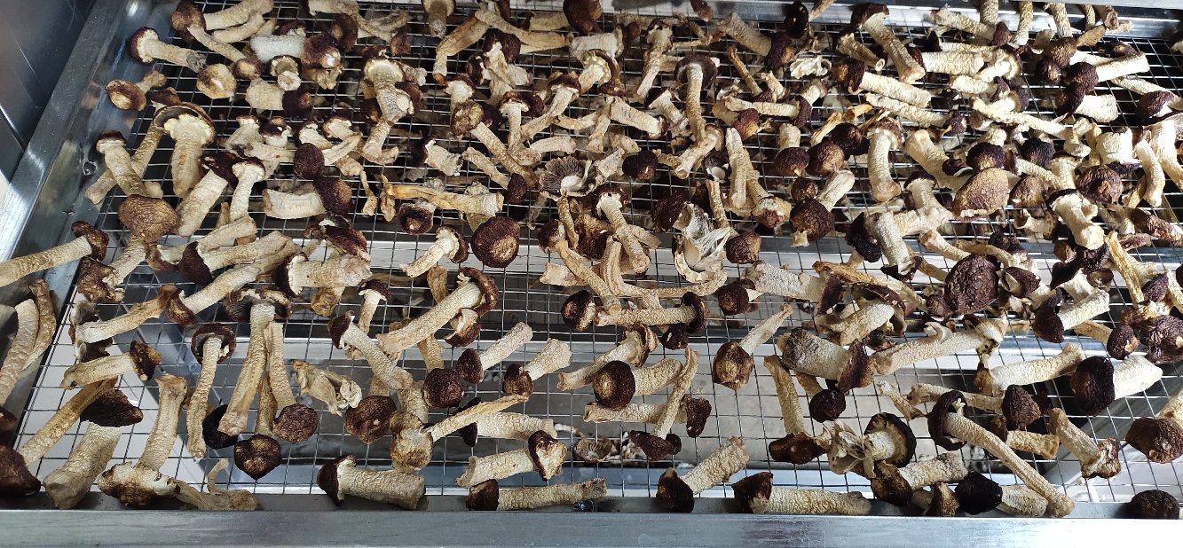 云南野生菌产地图