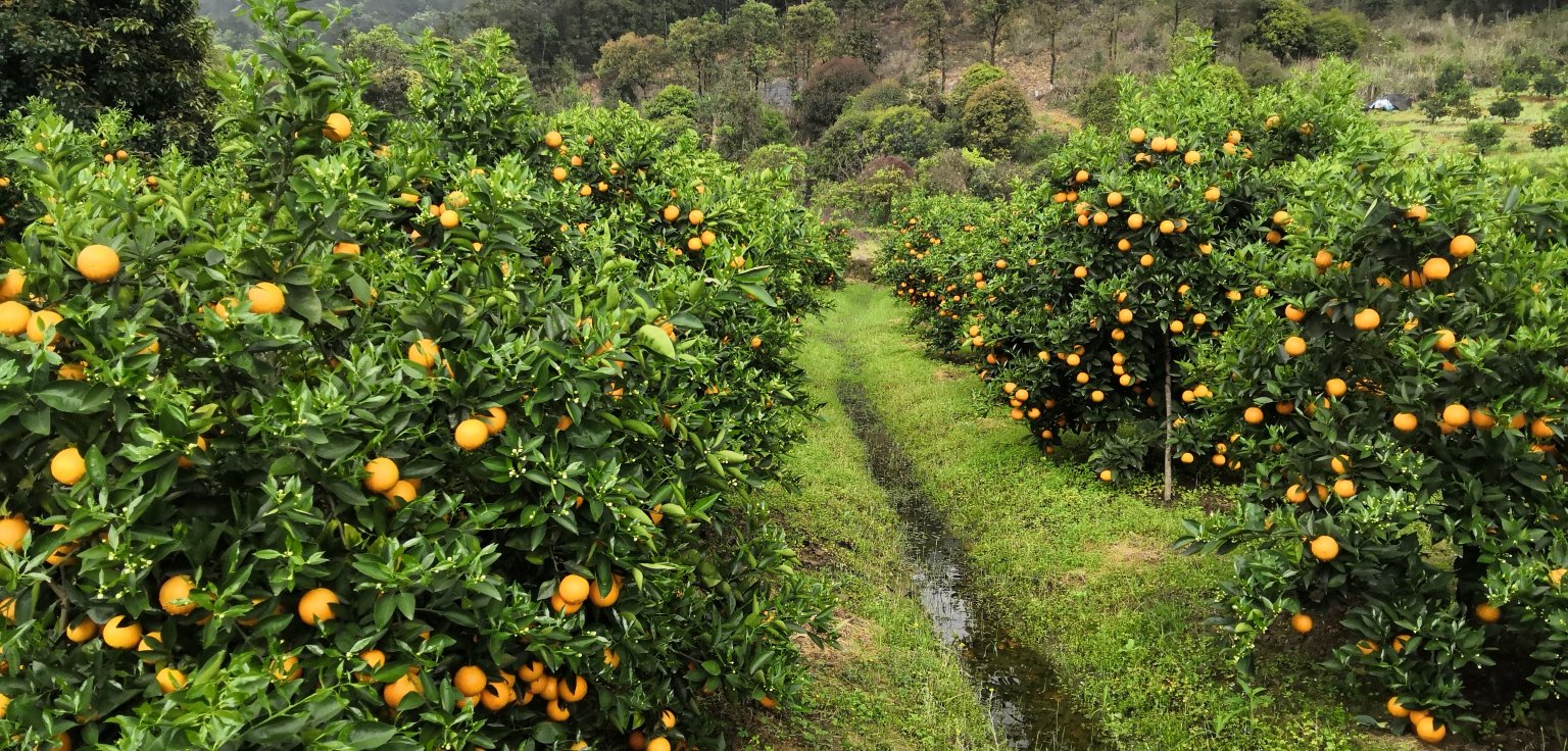 一片郁郁葱葱的夏橙种植园,阳光洒在绿叶间,树上挂满金黄色的夏橙果实,部分果实已成熟呈橙黄色,果皮光滑有光泽,农民正在田间查看果实生长情况 夏橙果园实景图