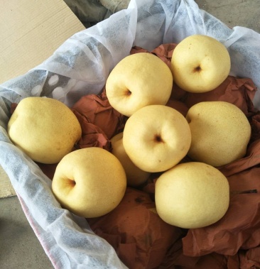 临汾隰县,酥梨, .