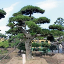 绿化工程用造型黑松造型油松，成活率高造型松