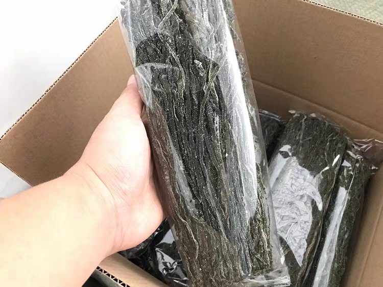 新鲜海带实物展示,表面带有明显粘液层 海带实物图