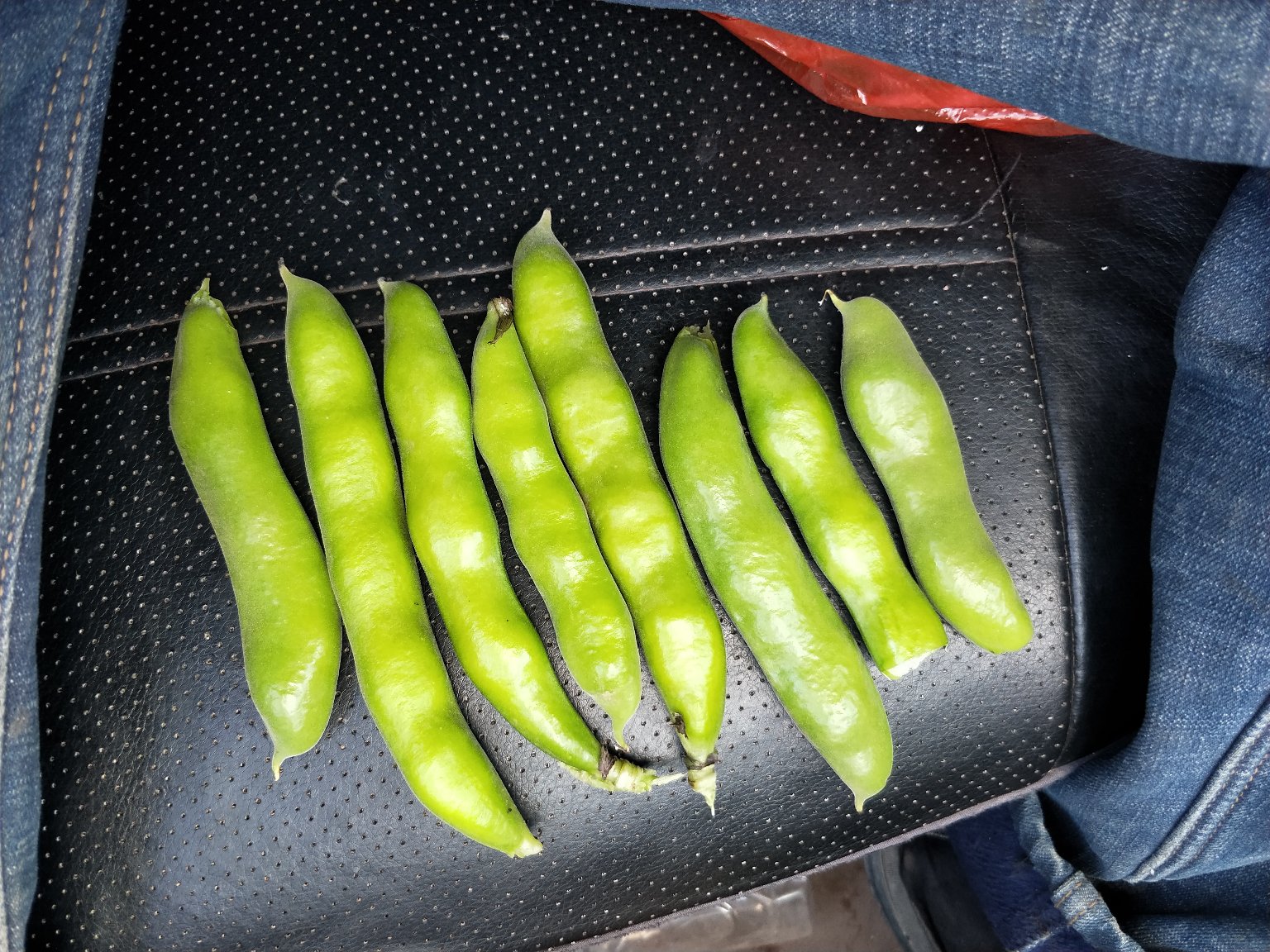 新鲜蚕豆荚与剥开后的种子特写