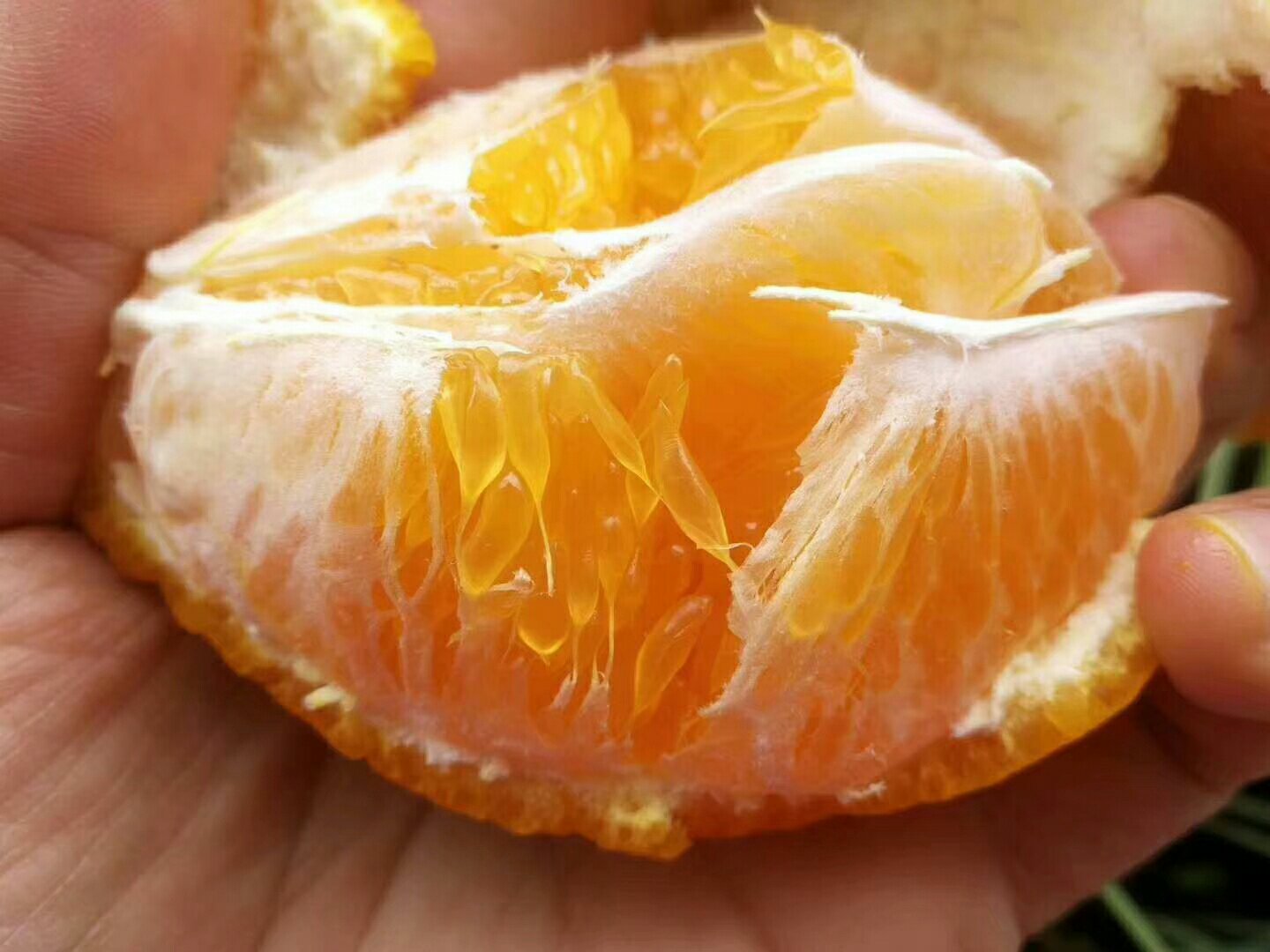 特写展示不知火橘子的橙红色果皮和饱满果形 不知火橘子特写