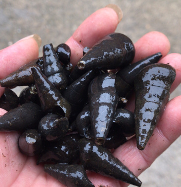 [山坑螺批发]山坑螺价格12.50元/斤 - 一亩田