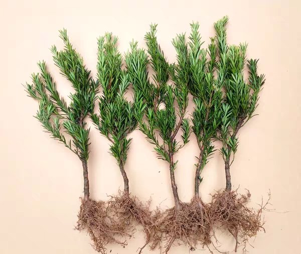 罗汉松嫩枝与黄杨叶片显微结构对比