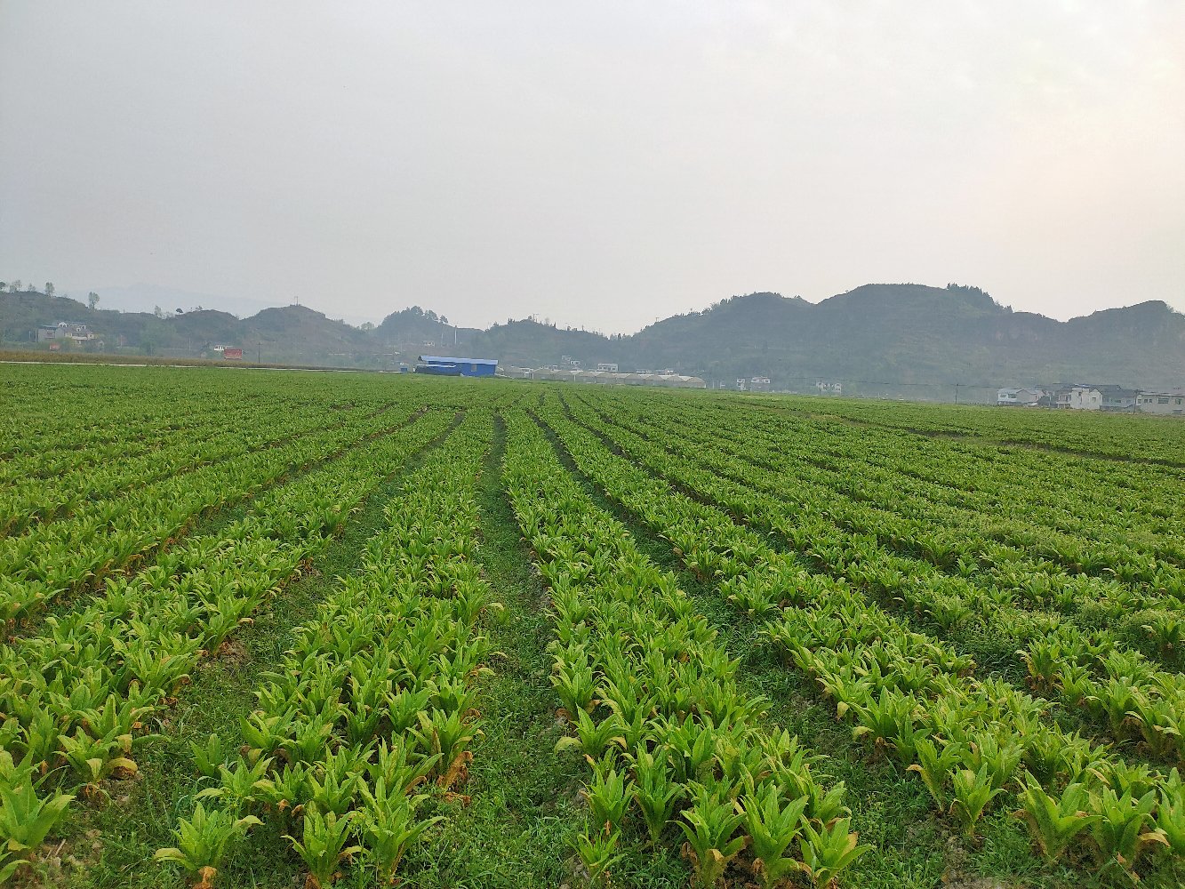 油菜花海与游客