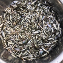 纯手工火焙鱼