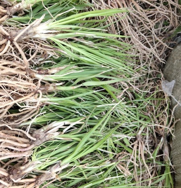 知母苗好管里产量高价格稳定签回收合同欢迎冾谈