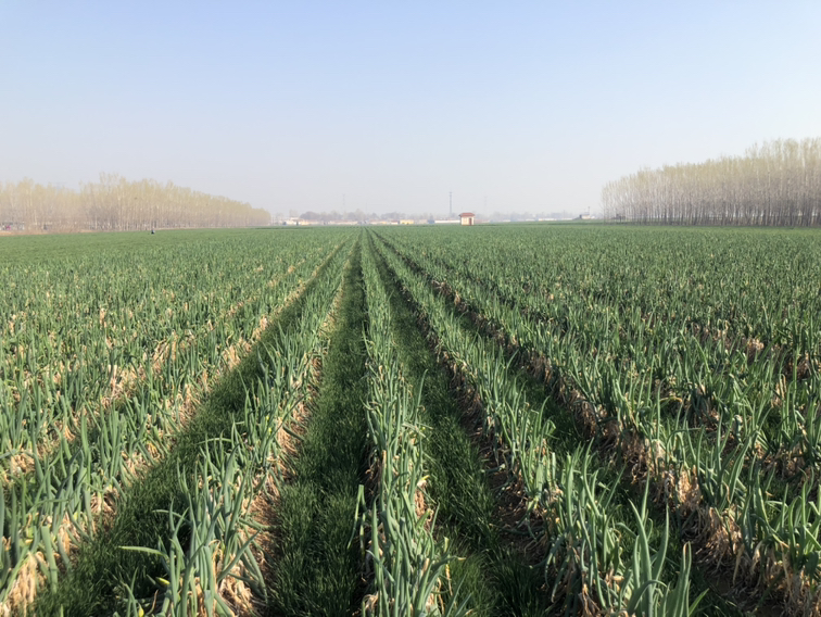 一片整齐划一的章丘大葱种植基地,阳光照射下的葱苗郁郁葱葱,呈现出旺盛的生长态势。大葱株型笔直,葱白部分露出地面约半米,根部粗壮,叶片翠绿修长,在微风中轻轻摆动,远处可见农民正在田间进行培土作业,背景为典型的华北平原农田景观 章丘大葱田间生长实景图