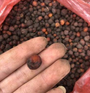 [批发]地下明珠价格1000.00元/斤 - 一亩田