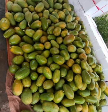 中白木瓜大量现货出售可及时联系