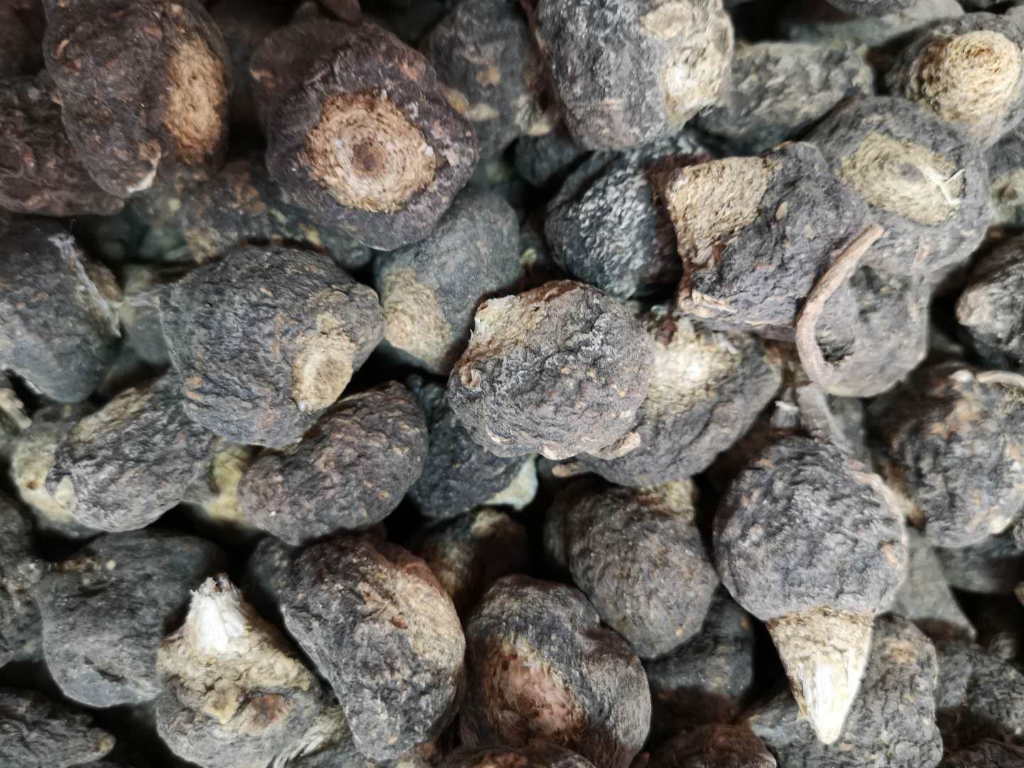 黑玛卡根部特写