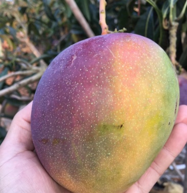 [苹果芒批发]海南岛苹果芒价格6.00元/斤 - 一亩田