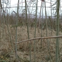 急出售3万颗合欢树