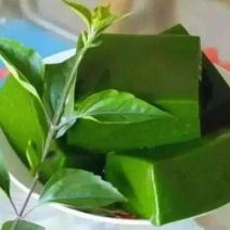 来自山野可以做豆腐的树豆腐树苗
