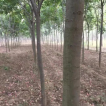 栾树