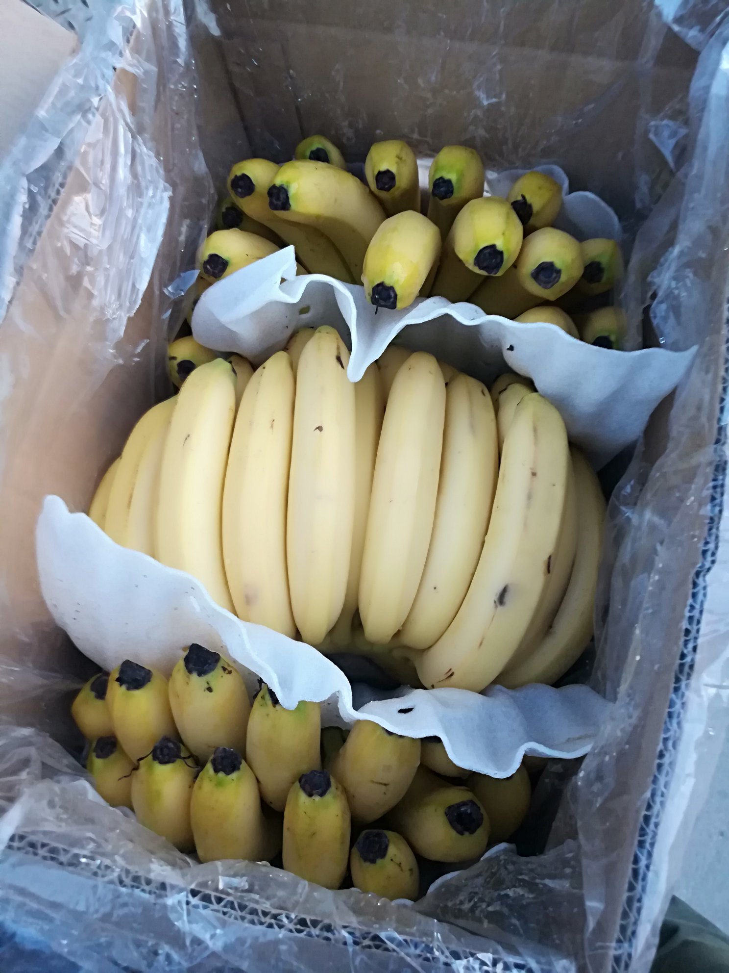 [巴西蕉批发]江苏徐州贾汪区香蕉 30.00元/件云南香蕉 ,一 _ 一亩田