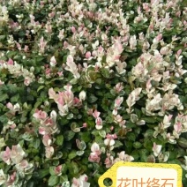 花叶络石地苗杯苗彩色植物20一50公分基地直销