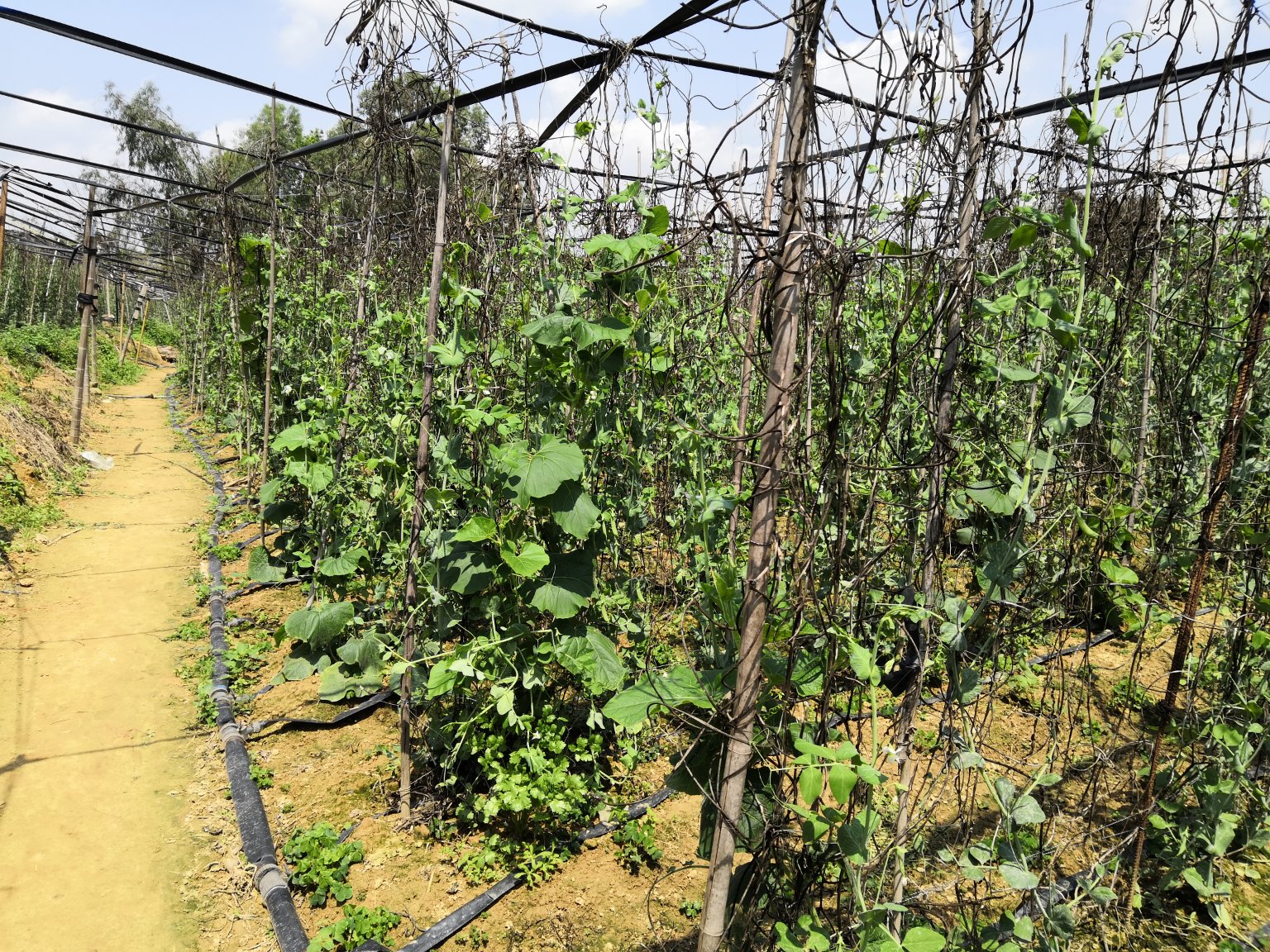 荷兰豆植株特写