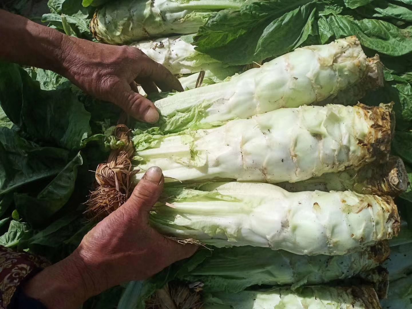 田间种植的莴苣与晾晒贡菜场景