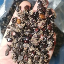 批发山梨种子沙藏处理苗木种子发芽率好价格合理