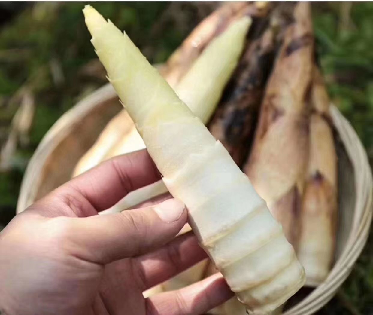 一张包含三种雷笋菜品的拼图:左上为雷笋炒腊肉,右上为雷笋炒虾仁,下方为雷笋鸡蛋羹;背景为竹林与春季田园风光,体现‘春鲜’主题 雷笋多样吃法拼图