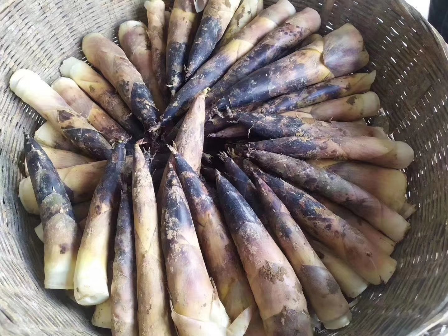 展示市场上新鲜雷竹笋的选购场景,包括挑选、剥壳、冷藏保存等过程 新鲜雷竹笋的选购与保存