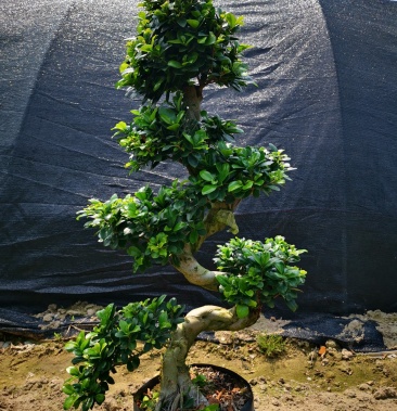 精品造型榕,寄生榕薄利多销品种齐全基地直销 量大从优