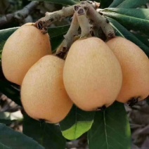 枇杷膏