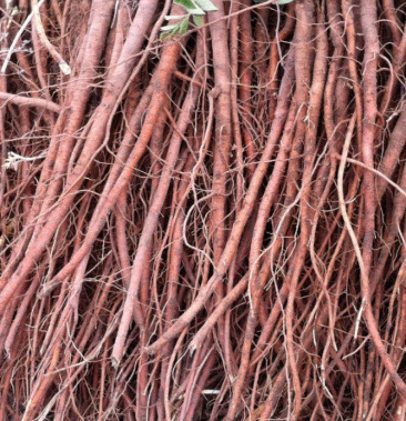 甘草苗红皮甘草苗基地直销量大可以签合同