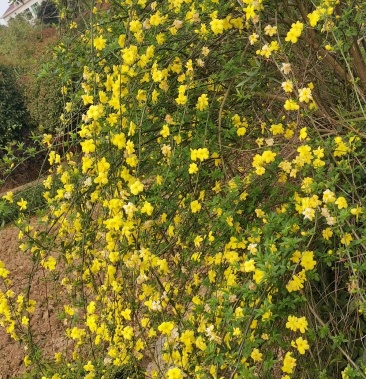 迎春花报春花云南黄素馨20一150cm苗青护坡苗